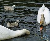 Mute Swan 9R054D-118